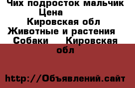 Чих подросток мальчик › Цена ­ 3 000 - Кировская обл. Животные и растения » Собаки   . Кировская обл.